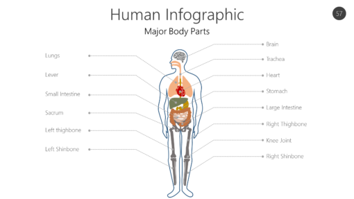 Human Infographic