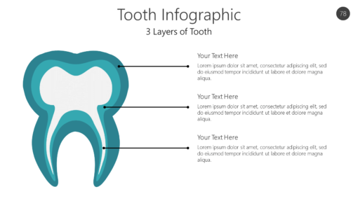 Tooth Infographic