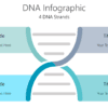 DNA Infographic