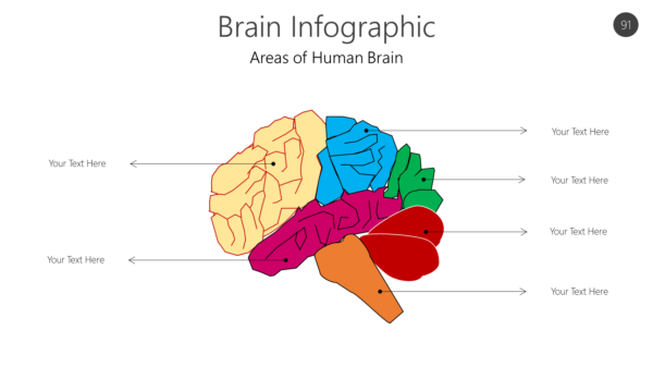 Brain Infographic