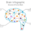 Brain Infographic